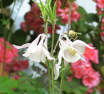 Gartengruss E.Mai08 033.jpg